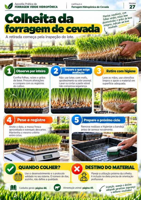 Amostra 6
