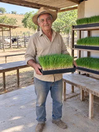 Cena ilustrativa de produtor rural mostrando uma bandeja de forragem verde